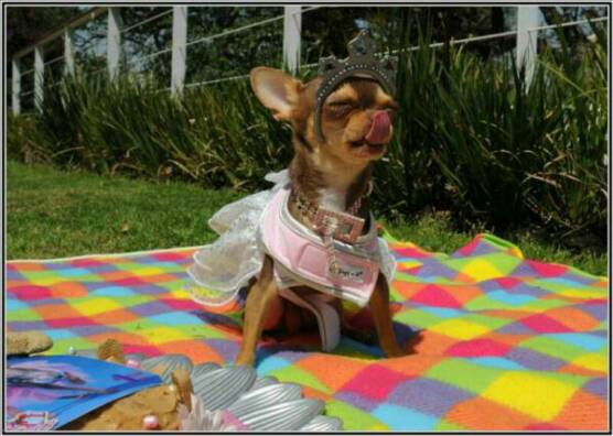 applhead chihuahua
