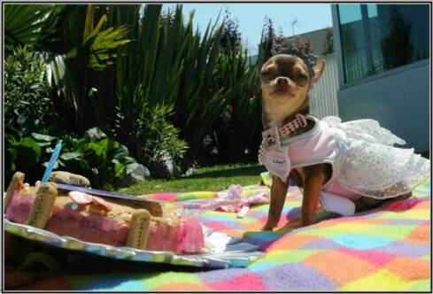 chocolate chihuahuas