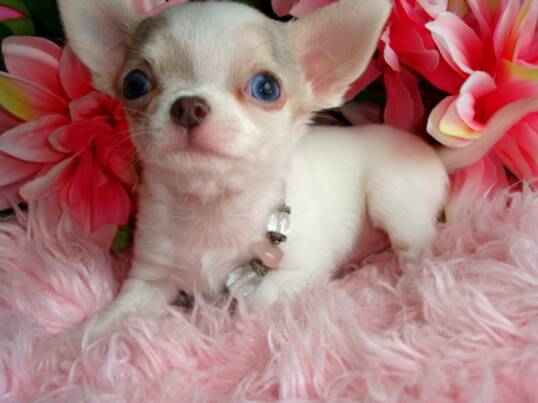 Teacup Chihuahua Puppies For Sale - Applehead Chihuahuas Puppy Breeders