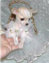 truth about teacup chihuahuas