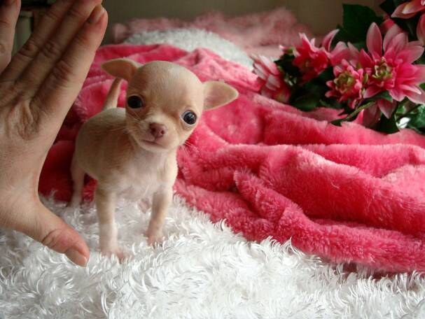 chihuahua puppy